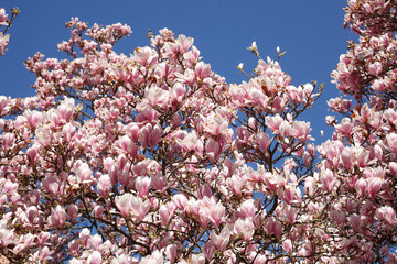 Rosa Magnolienbl&uuml;ten auf  Baumzweigen ,Deutschland