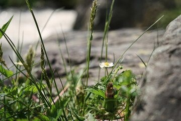 Blüten am Wildwasser