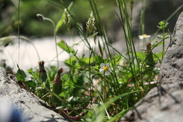 Wilde Wiese am Wasser