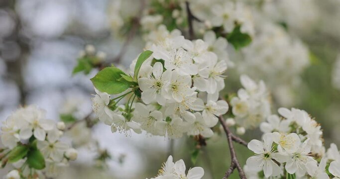 White cherry tree blossom, spring, 4k at 120 fps slow motion