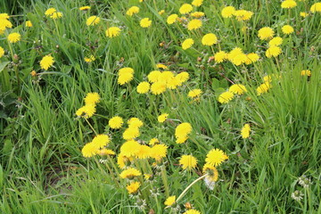 daffodils in the grass