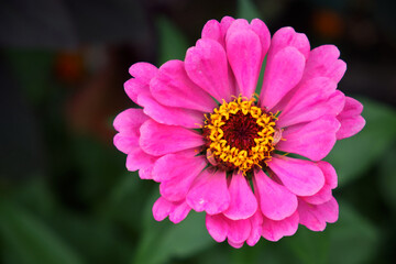 Fototapeta premium One large pink zinnia flower on a blurred background, close-up. Beautiful bright flower with pink petals.