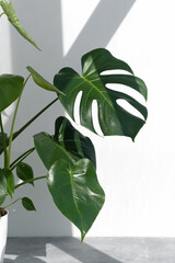 Beautiful monstera deliciosa or Swiss cheese plant in the sun against the background of a white wall