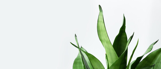 The leaves of the house plant Sansevieria on a light background. Home plant Sansevieria trifa