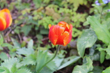 red and yellow tulip