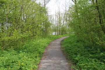 Fototapeta premium path in the woods