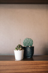 Conjunto de cactus en macetas. Jardinería en casa. Diferentes plantas suculentas.