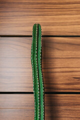 Cactus largo en casa. Planta. Jardinería en casa. Cactus vertical grande.