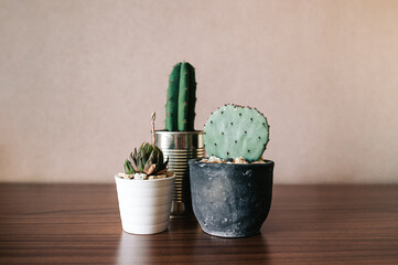 Conjunto de cactus en macetas. Jardinería en casa. Diferentes plantas suculentas.