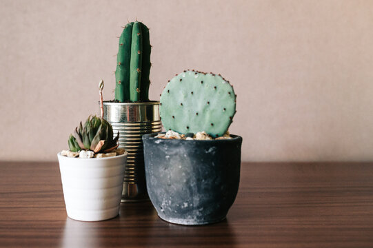 Conjunto de cactus en macetas. Jardinería en casa. Diferentes plantas suculentas.