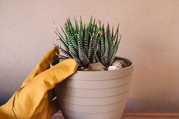 Manipular planta suculenta con guantes. Cactus. Plantar cactus cebra. Haworthia. Jardinería en...