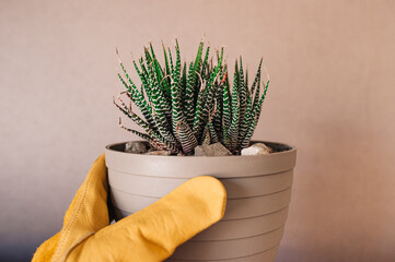 Manipular planta suculenta con guantes. Cactus. Plantar cactus cebra. Haworthia. Jardinería en...