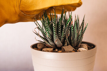 Manipular planta suculenta con guantes. Cactus. Plantar cactus cebra. Haworthia. Jardinería en...