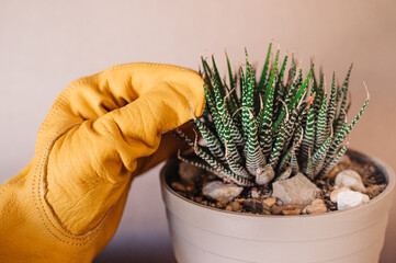 Manipular planta suculenta con guantes. Cactus. Plantar cactus cebra. Haworthia. Jardinería en...