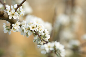A branch of cherry blossoms in white with soft blur during spring