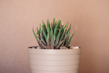 Suculenta. Cactus. Planta crasa. Maceta con planta. Haworthia. Cactus cebra.
