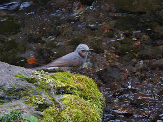 清流に佇むヒヨドリ
