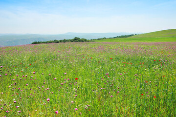 Green fields with purple thorns.