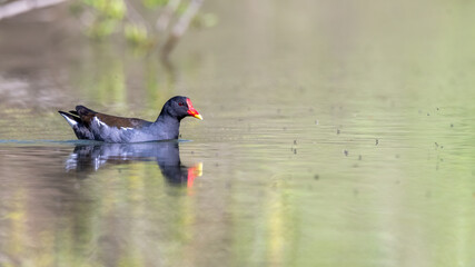 teichralle, bird, wasser, tier, natur, black, blässhuhn, see,