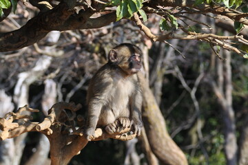 Juvenile Japanese macaque is sitting on the tree branch and staring at something.