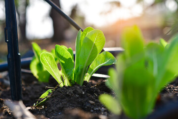 Organic vegetables are grown in farm grown by farmers.