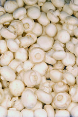 White fresh champignon, food background of mushrooms close-up