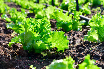 Organic vegetables are grown in farm grown by farmers.