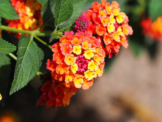 Beautiful Lantana Flowers