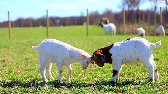 Close up of 2 lambs fighting on the grassland