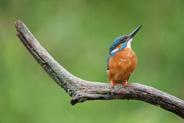 Kingfisher, Alcedo atthis,