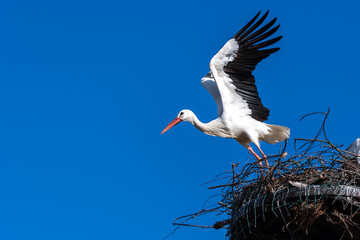 Weißstorch beim verlassen des Nestes.