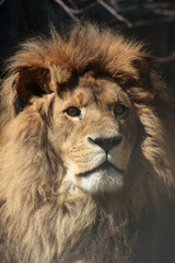 biodiversity concept - lion close up portrait