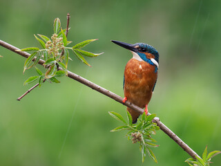 Kingfisher, Alcedo atthis,