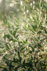 Obraz premium branches of an olive tree in the setting sun. Travel to Italy