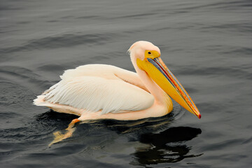 Fototapeta na wymiar african white,pink pelican with yellow open beak, swimming in dark, black water