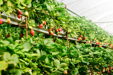 Strawberry plant bush. Strawberries in growth at garden. Ripe berries and foliage. Rows Fruit production. Smart agriculture, farm, technology concept. Greenhouse