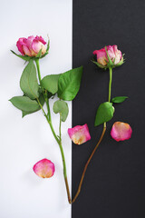 Beautiful dry pink roses