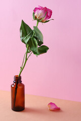 Single dried pink rose
