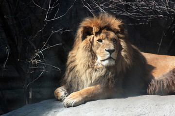 Naklejka premium biodiversity concept - portrait of lying lion