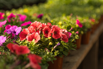 Red petunia growing in a flowerpot in a nursery, a greenhouse