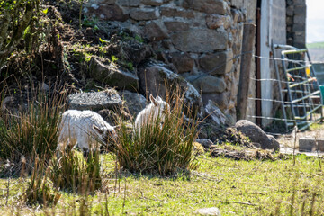 Irish ram with small lamb in County Donegal - Ireland