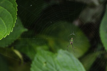 spider on a web