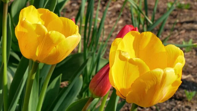 Blooming yellow tulips in spring flowerbed swaying on a wind. Field of bright beautiful flowers closeup in sunlight. Natural floral background 4K footage.