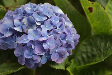 blue hydrangea flower