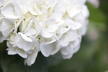 close up of white hydrangea flower