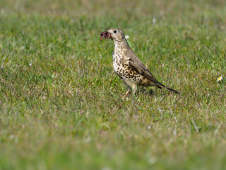 Mistle thrush, Turdus viscivorus