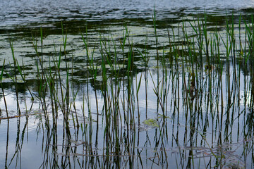 field of typha angustifolia papyrus dense in wetland (L. Typha angustifolia)