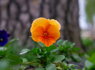 The garden pansy (Viola wittrockiana) is a type of large-flowered hybrid plant cultivated as a garden flower. Wild pansy or Viola tricolor, also known as Johnny Jump up or heartsease.