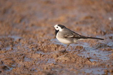 Pied wagtail, Motacilla alba