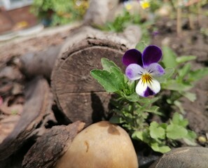 flower in the garden